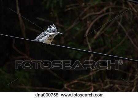 Common Kingfisher View Large Photo Image Stock Photo - Common Kingfisher. Fotosearch