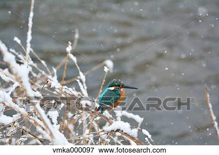 Common Kingfisher View Large Photo Image Stock Photo - Common Kingfisher. Fotosearch