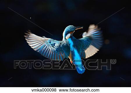 Common Kingfisher View Large Photo Image Stock Photo - Common Kingfisher. Fotosearch