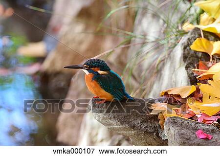 Common Kingfisher View Large Photo Image Stock Photo - Common Kingfisher. Fotosearch