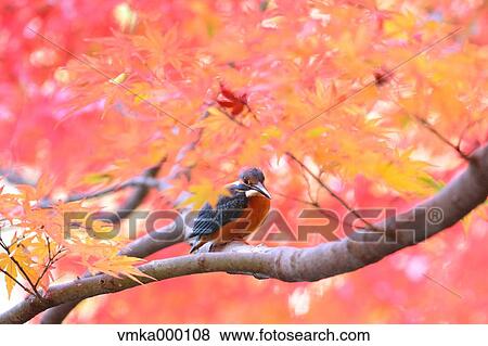 Common Kingfisher View Large Photo Image Stock Photo - Common Kingfisher. Fotosearch