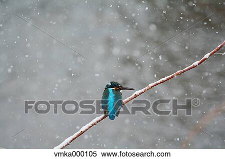 Stock Photography - Common Kingfisher. Fotosearch