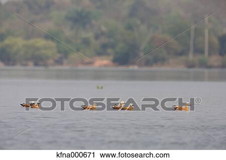Common Shelduck View Large Photo Image Stock Image - Common Shelduck. Fotosearch