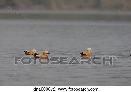 Common Shelduck View Large Photo Image Stock Image - Common Shelduck. Fotosearch