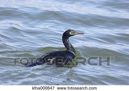 Cormorant View Large Photo Image Stock Photo - Cormorant. Fotosearch