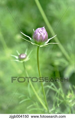 Cosmos View Large Photo Image Stock Image - Cosmos. Fotosearch