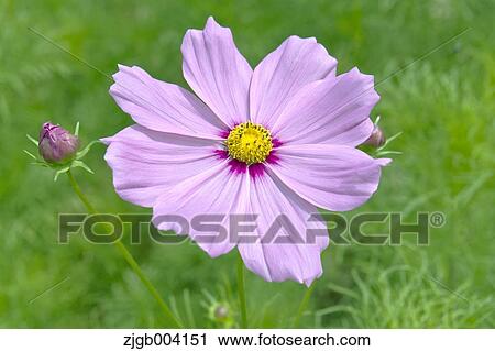 Cosmos View Large Photo Image Stock Image - Cosmos. Fotosearch