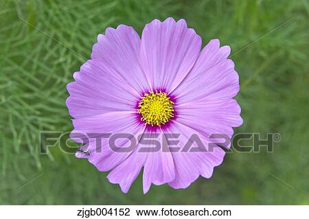 Cosmos View Large Photo Image Stock Image - Cosmos. Fotosearch