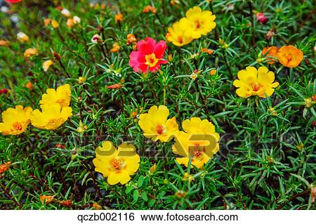 Cosmos View Large Photo Image Stock Photograph - Cosmos. Fotosearch