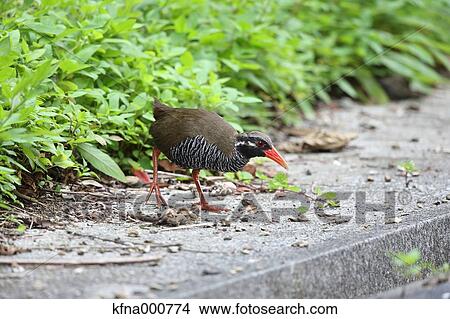 Picture - Crake. Fotosearch