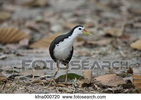 Stock Image - Crake. Fotosearch