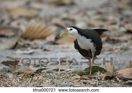 Crake View Large Photo Image Stock Image - Crake. Fotosearch
