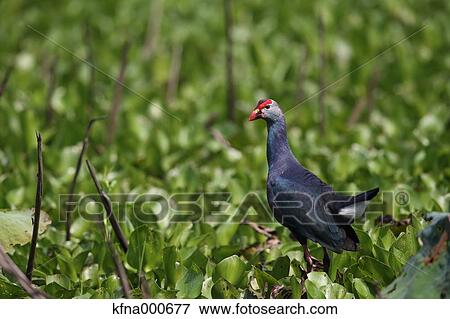 Stock Photo - Crake. Fotosearch