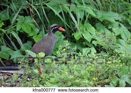 Crake View Large Photo Image Stock Photo - Crake. Fotosearch