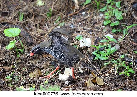 Crake View Large Photo Image Stock Photograph - Crake. Fotosearch