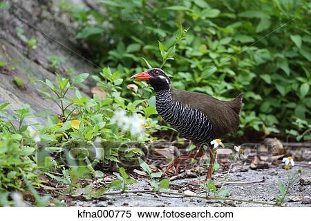 Stock Photography - Crake. Fotosearch