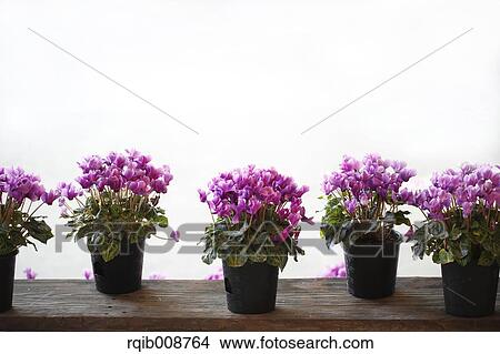Picture - Cyclamen. Fotosearch