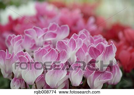Picture - Cyclamen. Fotosearch