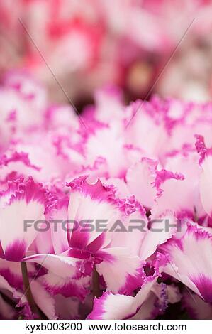 Cyclamen View Large Photo Image Stock Image - Cyclamen. Fotosearch