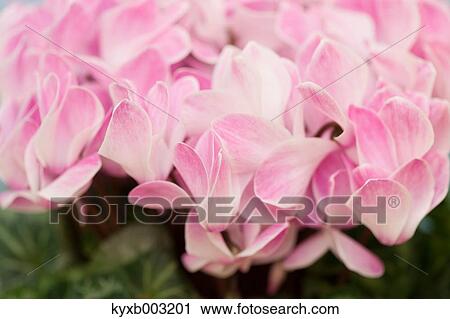 Cyclamen View Large Photo Image Stock Image - Cyclamen. Fotosearch