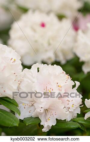 Cyclamen View Large Photo Image Stock Image - Cyclamen. Fotosearch