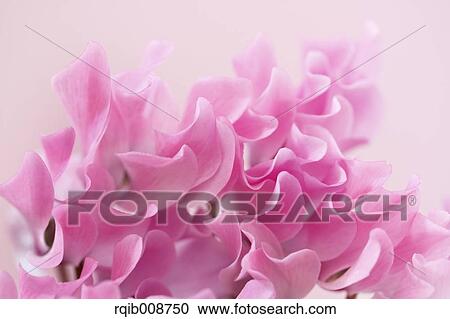 Cyclamen View Large Photo Image Stock Image - Cyclamen. Fotosearch