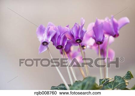 Cyclamen View Large Photo Image Stock Image - Cyclamen. Fotosearch