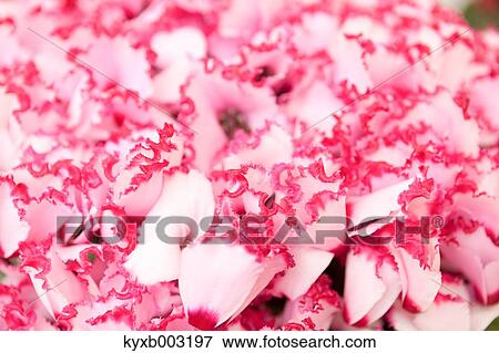 Stock Photo - Cyclamen. Fotosearch