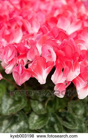 Cyclamen View Large Photo Image Stock Photo - Cyclamen. Fotosearch