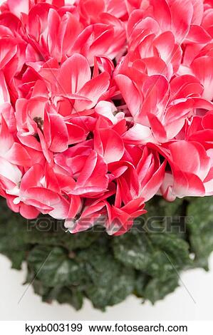 Cyclamen View Large Photo Image Stock Photo - Cyclamen. Fotosearch