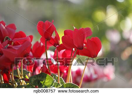 Cyclamen View Large Photo Image Stock Photo - Cyclamen. Fotosearch