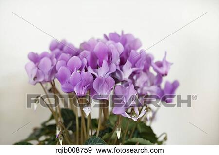 Cyclamen View Large Photo Image Stock Photo - Cyclamen. Fotosearch