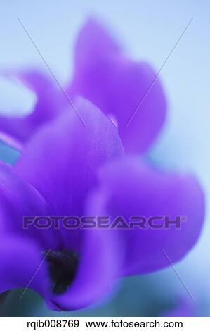 Cyclamen View Large Photo Image Stock Photo - Cyclamen. Fotosearch