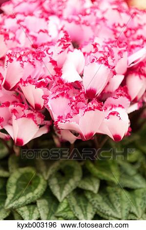 Cyclamen View Large Photo Image Stock Photograph - Cyclamen. Fotosearch