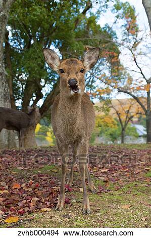 Picture - Deer. Fotosearch