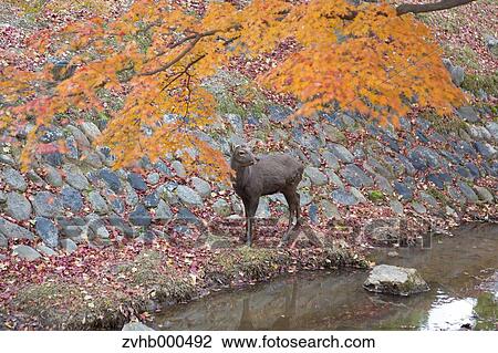 Deer View Large Photo Image Stock Image - Deer. Fotosearch