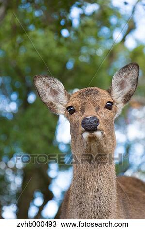 Stock Image - Deer. Fotosearch
