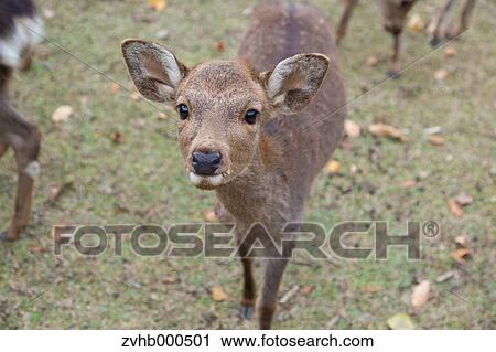 Stock Image - Deer. Fotosearch