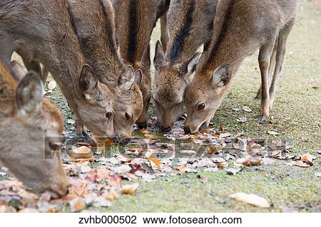 Stock Image - Deer. Fotosearch