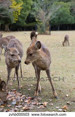 Deer View Large Photo Image Stock Image - Deer. Fotosearch