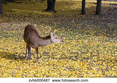 Deer View Large Photo Image Stock Photo - Deer. Fotosearch