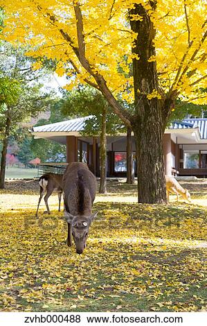 Deer View Large Photo Image Stock Photo - Deer. Fotosearch