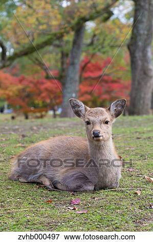 Stock Photo - Deer. Fotosearch