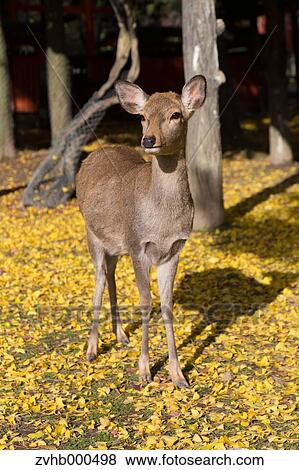 Stock Photo - Deer. Fotosearch