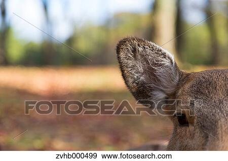 Stock Photo - Deer. Fotosearch