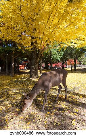Deer View Large Photo Image Stock Photograph - Deer. Fotosearch
