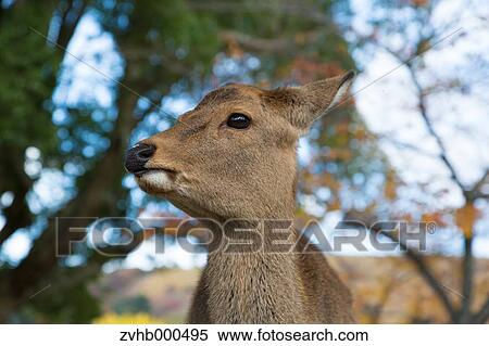 Deer View Large Photo Image Stock Photography - Deer. Fotosearch