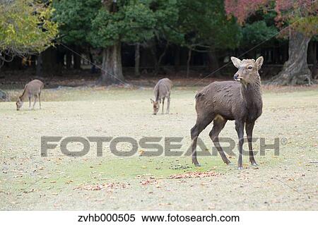 Deer View Large Photo Image Stock Photography - Deer. Fotosearch