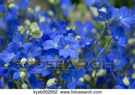 Stock Image - Delphinium. Fotosearch