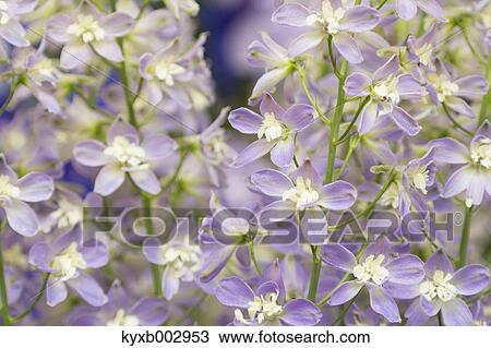 Delphinium View Large Photo Image Stock Image - Delphinium. Fotosearch